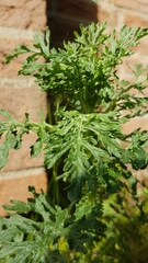 Jacobaea vulgaris