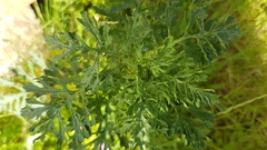 Jacobaea vulgaris