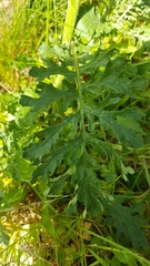 Jacobaea vulgaris