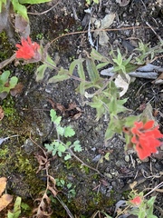 Castilleja applegatei