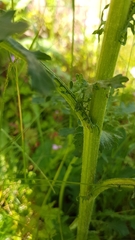 Jacobaea vulgaris