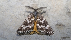 Athroolopha pennigeraria