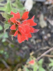 Castilleja applegatei
