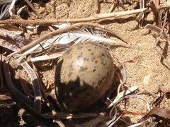 Chroicocephalus novaehollandiae