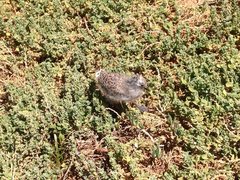 Chroicocephalus novaehollandiae