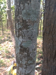 Siam Mammee Apple (Mammea siamensis)