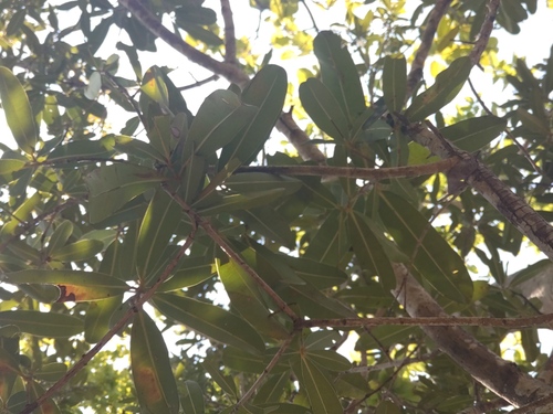 Mammea siamensis, photograph 1