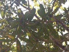 Mammea siamensis, photograph Utain Pummarin, CC BY, iNaturalist via GBIF