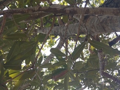 Mammea siamensis, photograph Utain Pummarin, CC BY, iNaturalist via GBIF