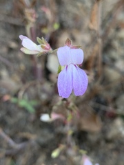 Collinsia sparsiflora