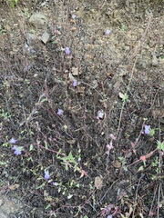 Collinsia sparsiflora