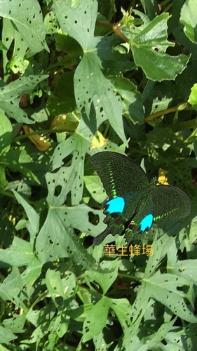 Paris Peacock Swallowtail photo 3
