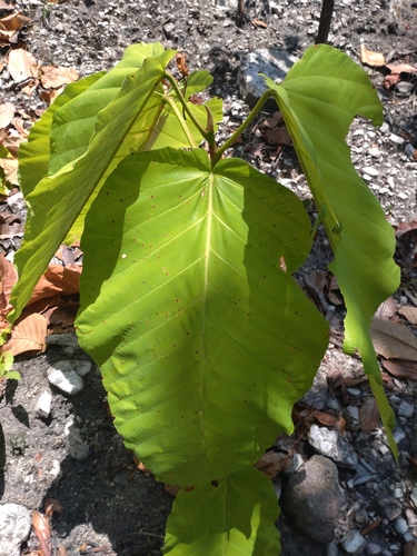 Dipterocarpus tuberculatus (Dipterocarpus tuberculatus)