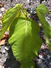 Dipterocarpus tuberculatus, photograph (c) Utain Pummarin, some rights reserved (CC BY)