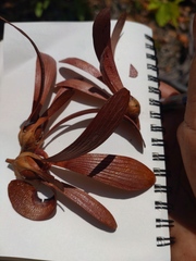 Vateria siamensis (Vateria siamensis)