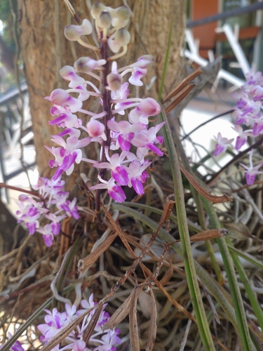 Seidenfadenia mitrata, photograph 6