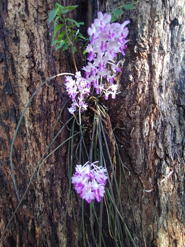 Seidenfadenia mitrata, photograph 3