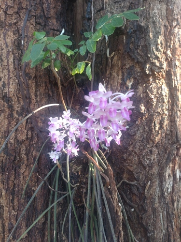 Seidenfadenia mitrata, photograph 2