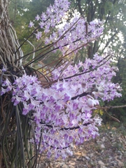 Seidenfadenia mitrata