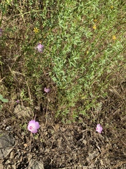 Clarkia cylindrica