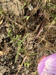 Clarkia cylindrica