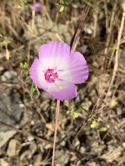Clarkia cylindrica