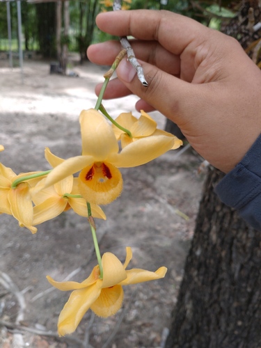 Musky-Smelling Dendrobium (Dendrobium moschatum)