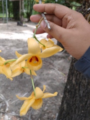 Dendrobium moschatum, photograph (c) Utain Pummarin, some rights reserved (CC BY)