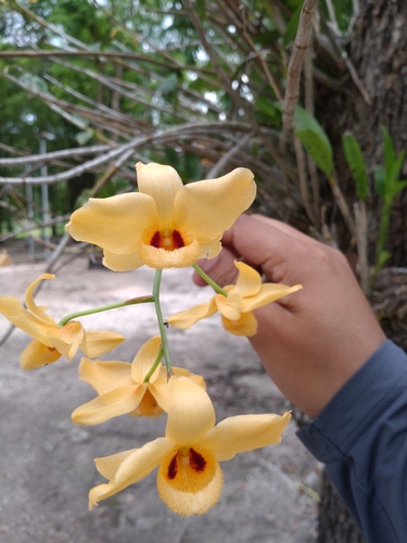 Image of Dendrobium moschatum by (c) Utain Pummarin, some rights reserved (CC BY)