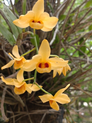 Image of Dendrobium moschatum by (c) Utain Pummarin, some rights reserved (CC BY)