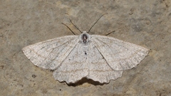 Perconia strigillaria