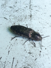 Actenicerus siaelandicus