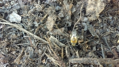 Colletes thoracicus