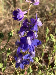 Delphinium variegatum
