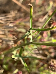 Delphinium variegatum