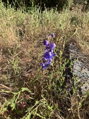 Delphinium variegatum