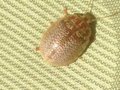 Paropsisterna decolorata