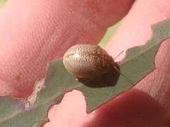 Paropsisterna decolorata