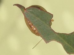 Paropsisterna decolorata