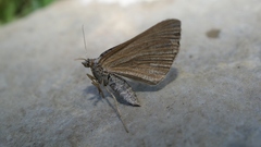 Scotopteryx coarctaria