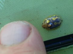 Paropsisterna debilis