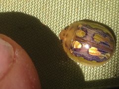 Paropsisterna debilis