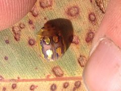 Paropsisterna debilis