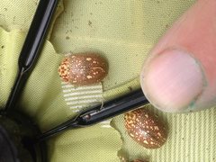 Paropsis geographica