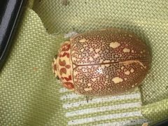 Paropsis geographica