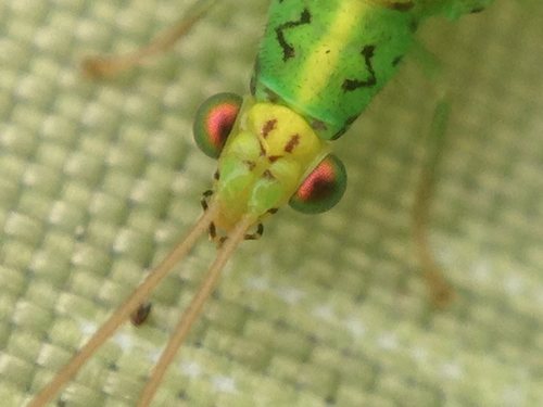 Pseudomallada edwardsi (Banks, 1940)