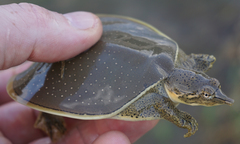 Apalone spinifera guadalupensis