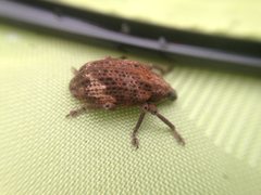 Oxyops fasciatus