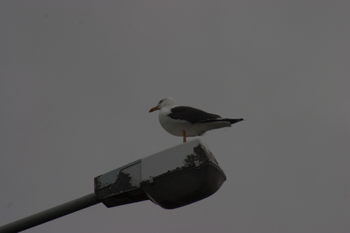 Tamnoleđi galeb (Larus fuscus)