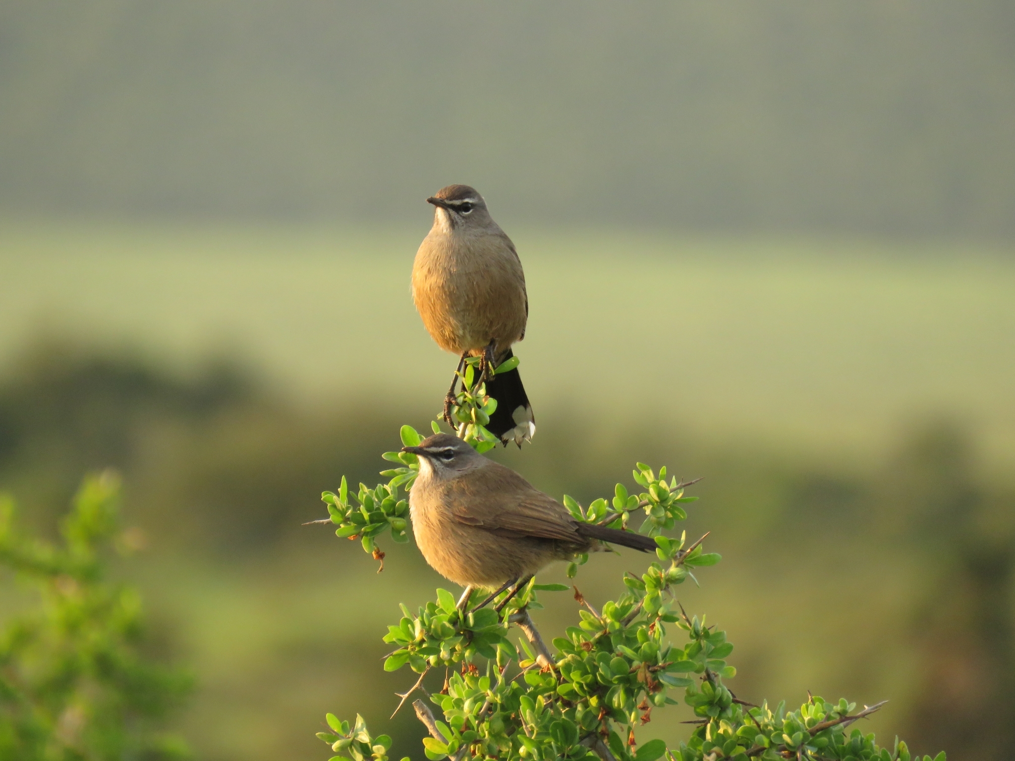 Karoo Scrub Robin illustration